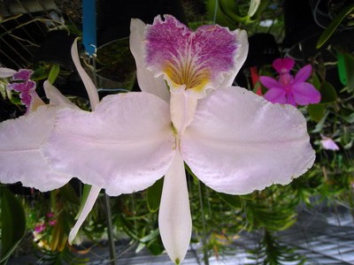 按此在新視窗瀏覽圖片