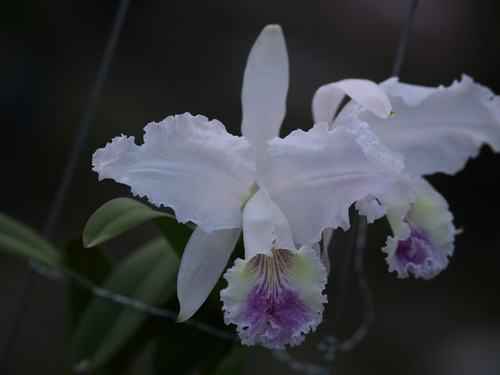 按此在新視窗瀏覽圖片