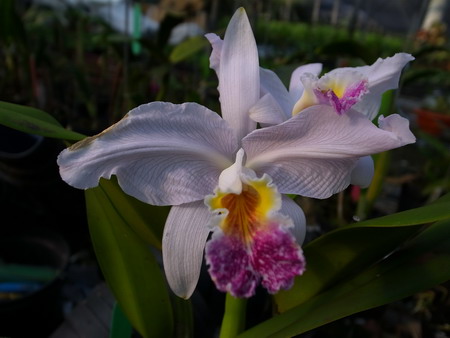 按此在新視窗瀏覽圖片