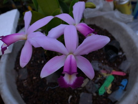 按此在新視窗瀏覽圖片