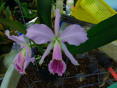 按此在新視窗瀏覽圖片