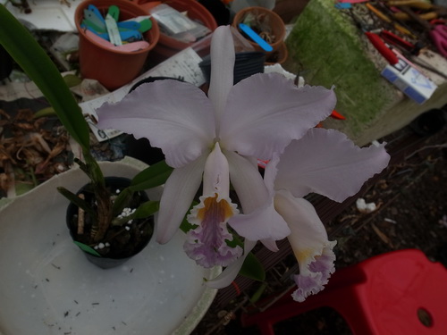 按此在新視窗瀏覽圖片