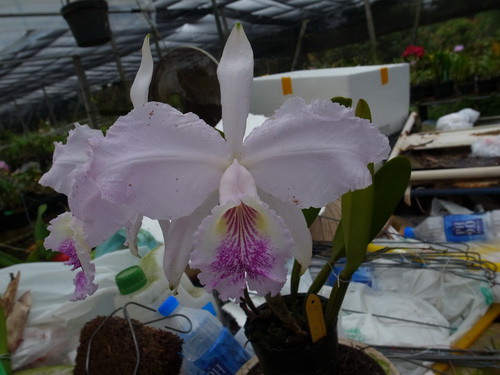 按此在新視窗瀏覽圖片