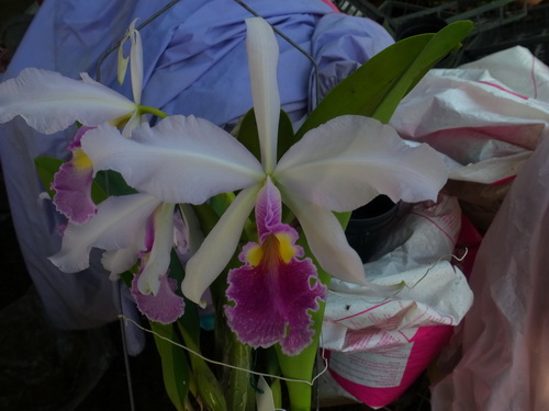 按此在新視窗瀏覽圖片