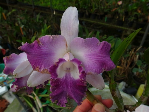 按此在新視窗瀏覽圖片