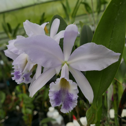 按此在新視窗瀏覽圖片