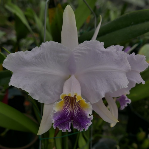 按此在新視窗瀏覽圖片