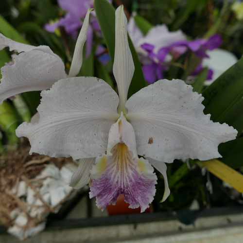 按此在新視窗瀏覽圖片