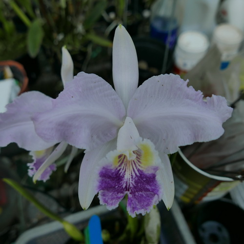 按此在新視窗瀏覽圖片