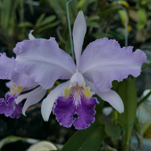 按此在新視窗瀏覽圖片