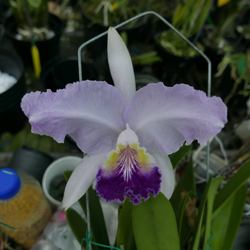 按此在新視窗瀏覽圖片