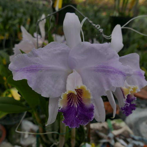 按此在新視窗瀏覽圖片