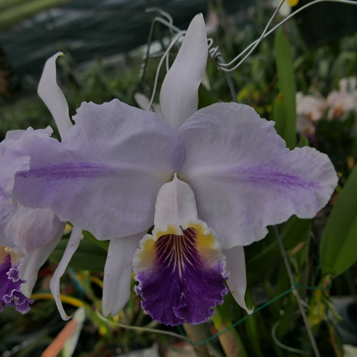 按此在新視窗瀏覽圖片