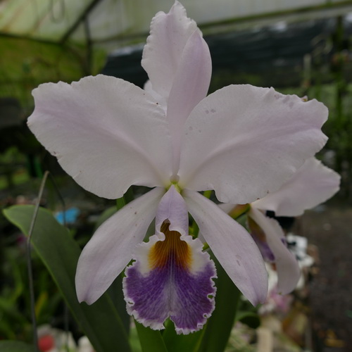 按此在新視窗瀏覽圖片