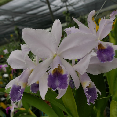 按此在新視窗瀏覽圖片