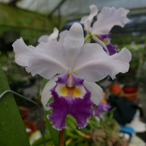 按此在新視窗瀏覽圖片