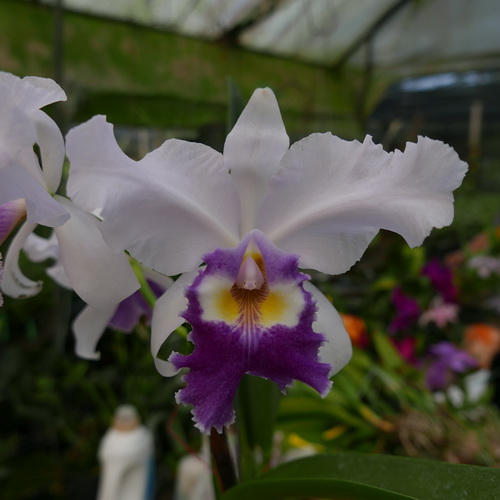 按此在新視窗瀏覽圖片