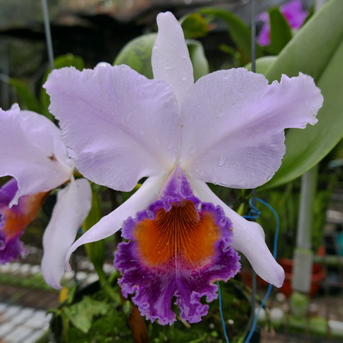 按此在新視窗瀏覽圖片