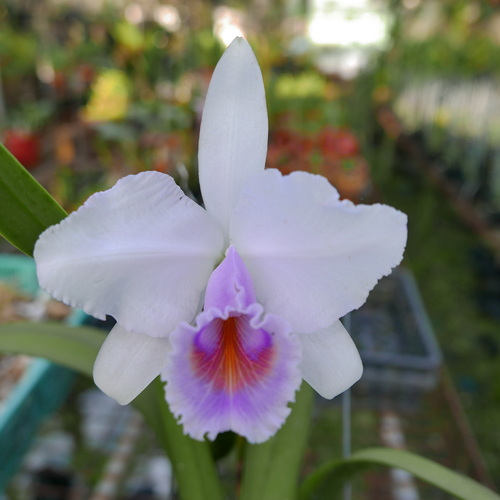 按此在新視窗瀏覽圖片