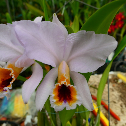 按此在新視窗瀏覽圖片