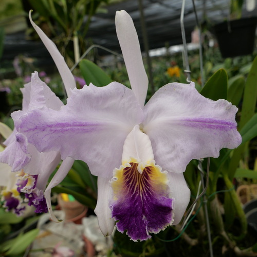 按此在新視窗瀏覽圖片