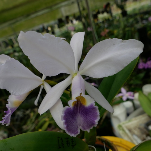 按此在新視窗瀏覽圖片