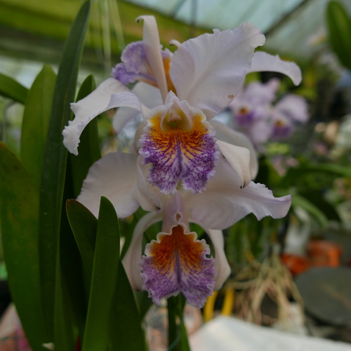 按此在新視窗瀏覽圖片