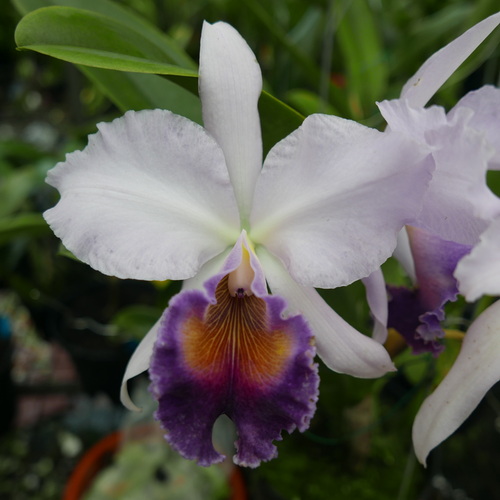 按此在新視窗瀏覽圖片