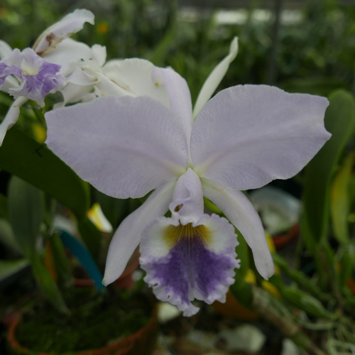 按此在新視窗瀏覽圖片