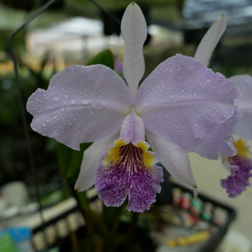 按此在新視窗瀏覽圖片