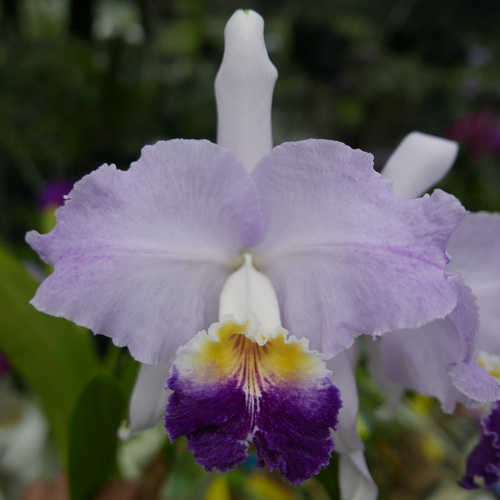 按此在新視窗瀏覽圖片