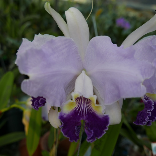 按此在新視窗瀏覽圖片