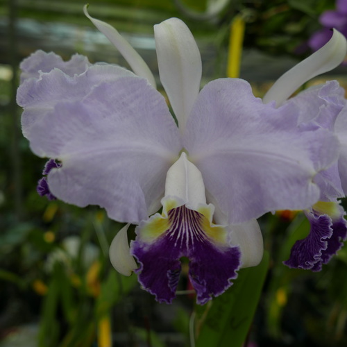 按此在新視窗瀏覽圖片