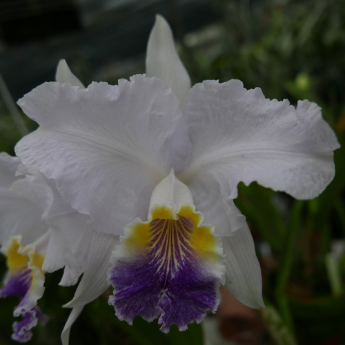 按此在新視窗瀏覽圖片