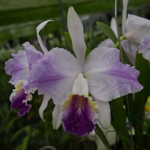 按此在新視窗瀏覽圖片