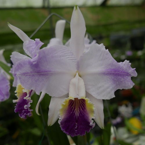 按此在新視窗瀏覽圖片