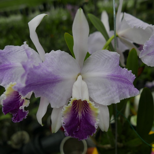 按此在新視窗瀏覽圖片