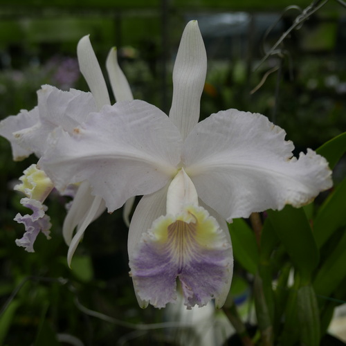 按此在新視窗瀏覽圖片