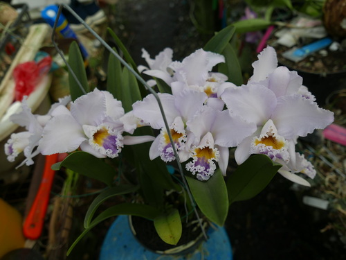 按此在新視窗瀏覽圖片