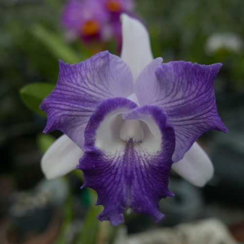 按此在新視窗瀏覽圖片