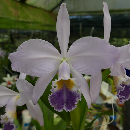 按此在新視窗瀏覽圖片