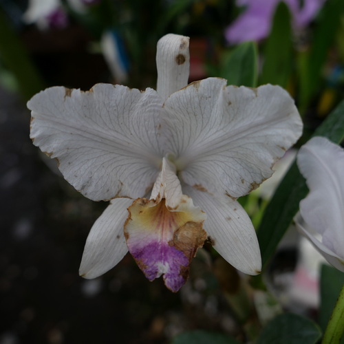 按此在新視窗瀏覽圖片