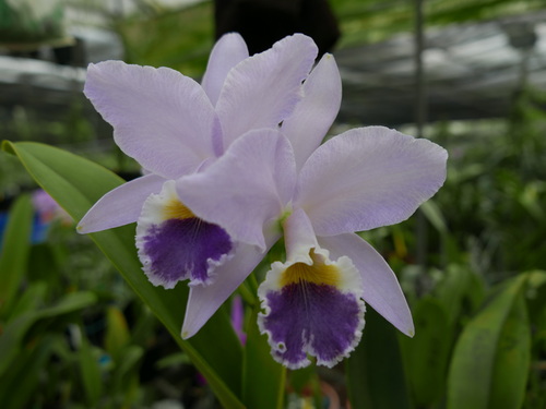 按此在新視窗瀏覽圖片