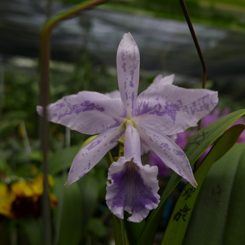 按此在新視窗瀏覽圖片