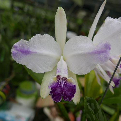 按此在新視窗瀏覽圖片