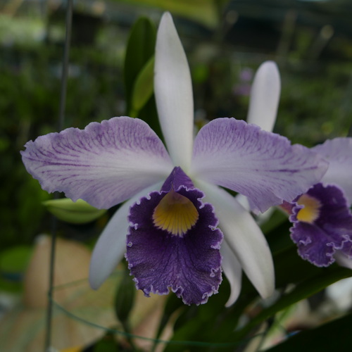 按此在新視窗瀏覽圖片