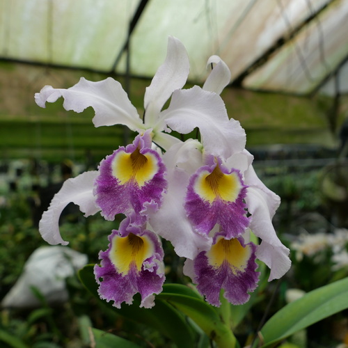 按此在新視窗瀏覽圖片