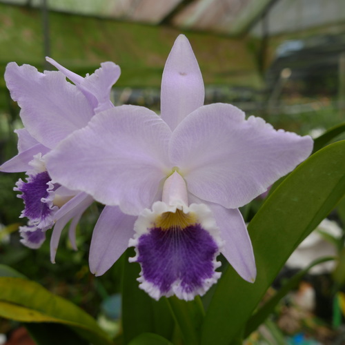 按此在新視窗瀏覽圖片