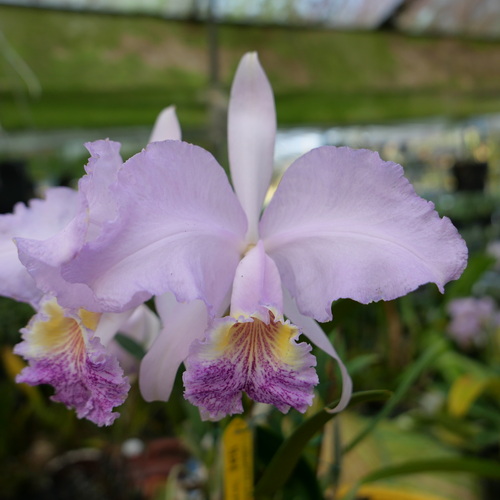 按此在新視窗瀏覽圖片