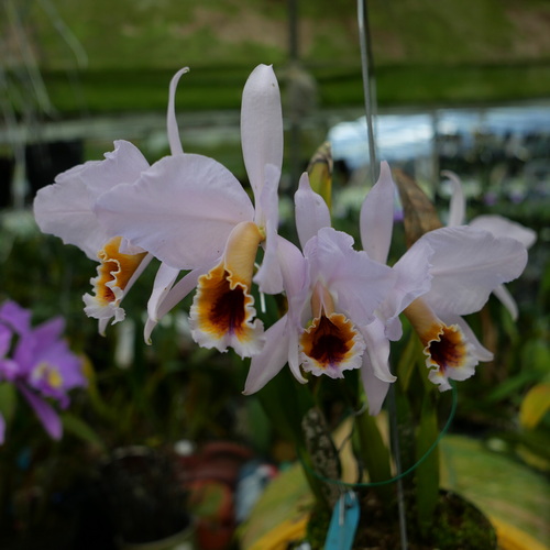 按此在新視窗瀏覽圖片